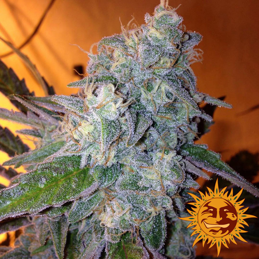 Barney's Farm - Liberty Haze (fem.)