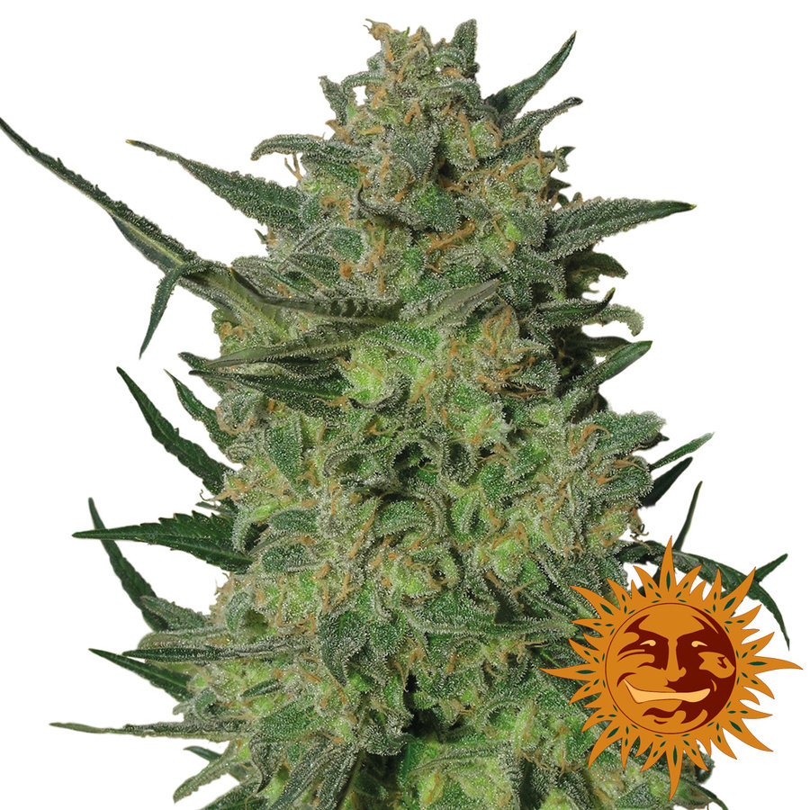 Barney's Farm - LSD (fem.)