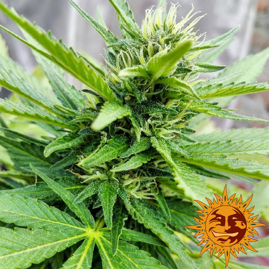 Barney's Farm - LSD (fem.)