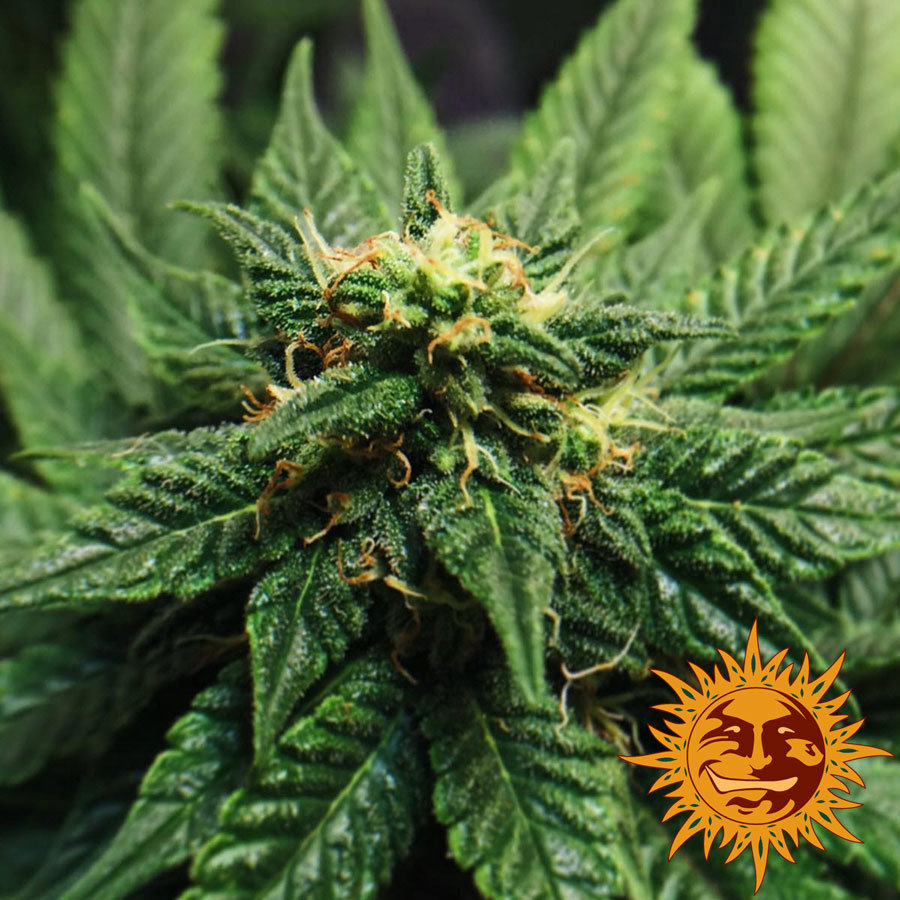 Barney's Farm - LSD (fem.)