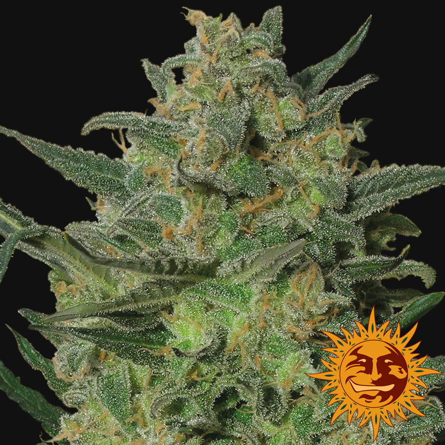 Barney's Farm - LSD (fem.)