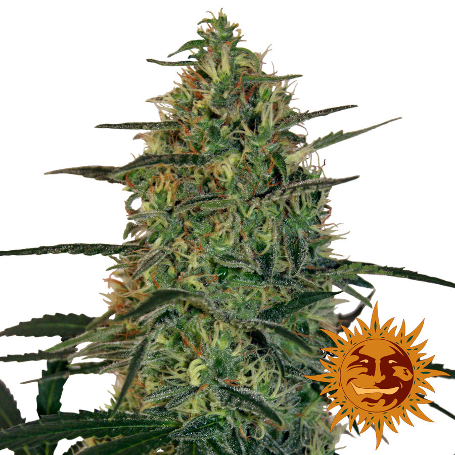 Barney's Farm - Malana Bomb Auto (auto/fem.)