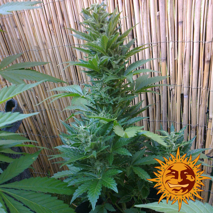 Barney's Farm - Malana Bomb Auto (auto/fem.)