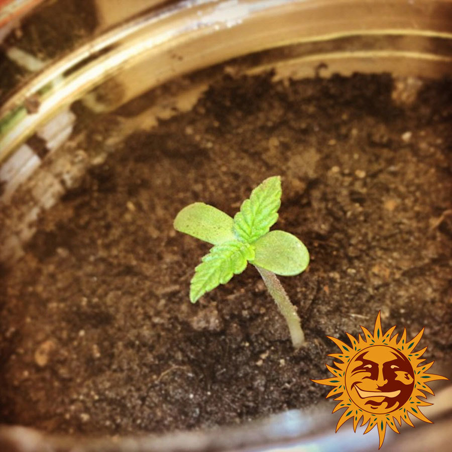 Barney's Farm - Malana Bomb Auto (auto/fem.)