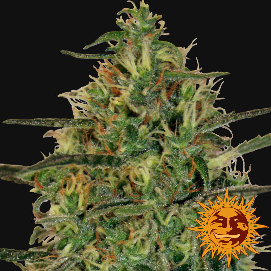 Barney's Farm - Malana Bomb Auto (auto/fem.)