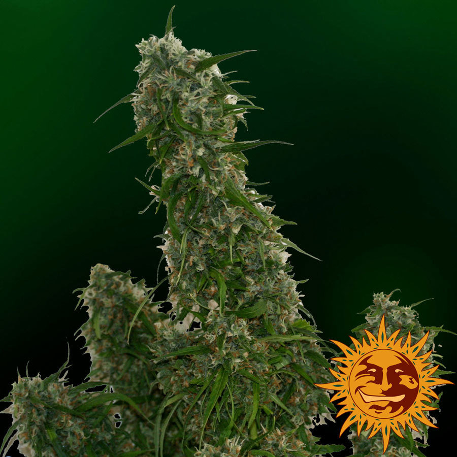 Barney's Farm - Malana Bomb Auto (auto/fem.)