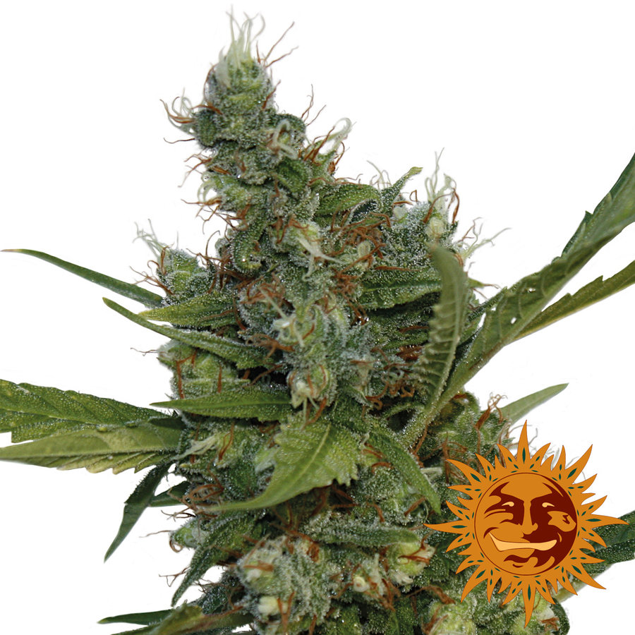 Barney's Farm - Morning Glory (fem.)