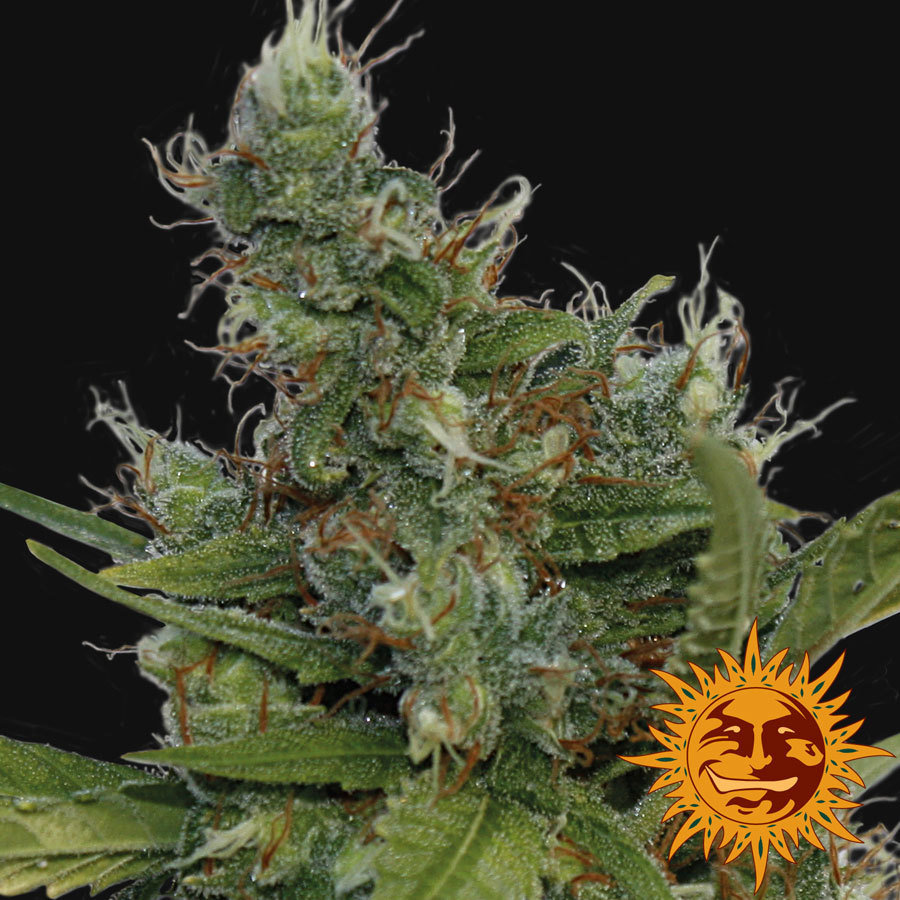Barney's Farm - Morning Glory (fem.)