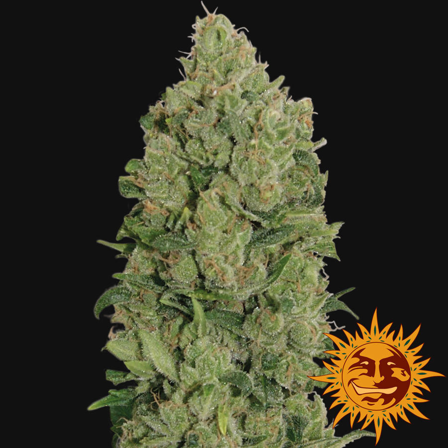 Barney'S Farm - NYC Diesel Auto (auto/fem.)