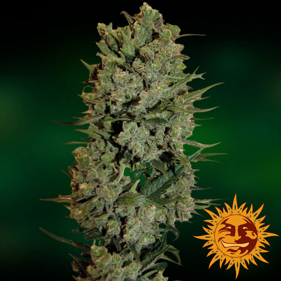 Barney'S Farm - NYC Diesel Auto (auto/fem.)