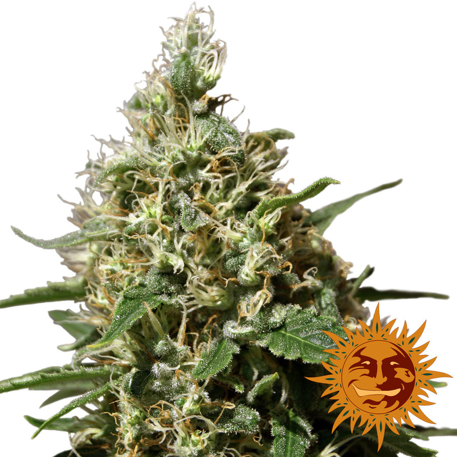 Barney'S Farm - Peppermint Kush (fem.)