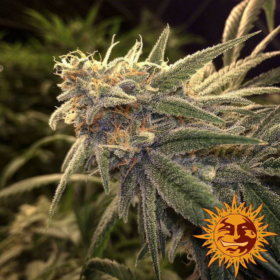 Barney'S Farm - Peppermint Kush (fem.)