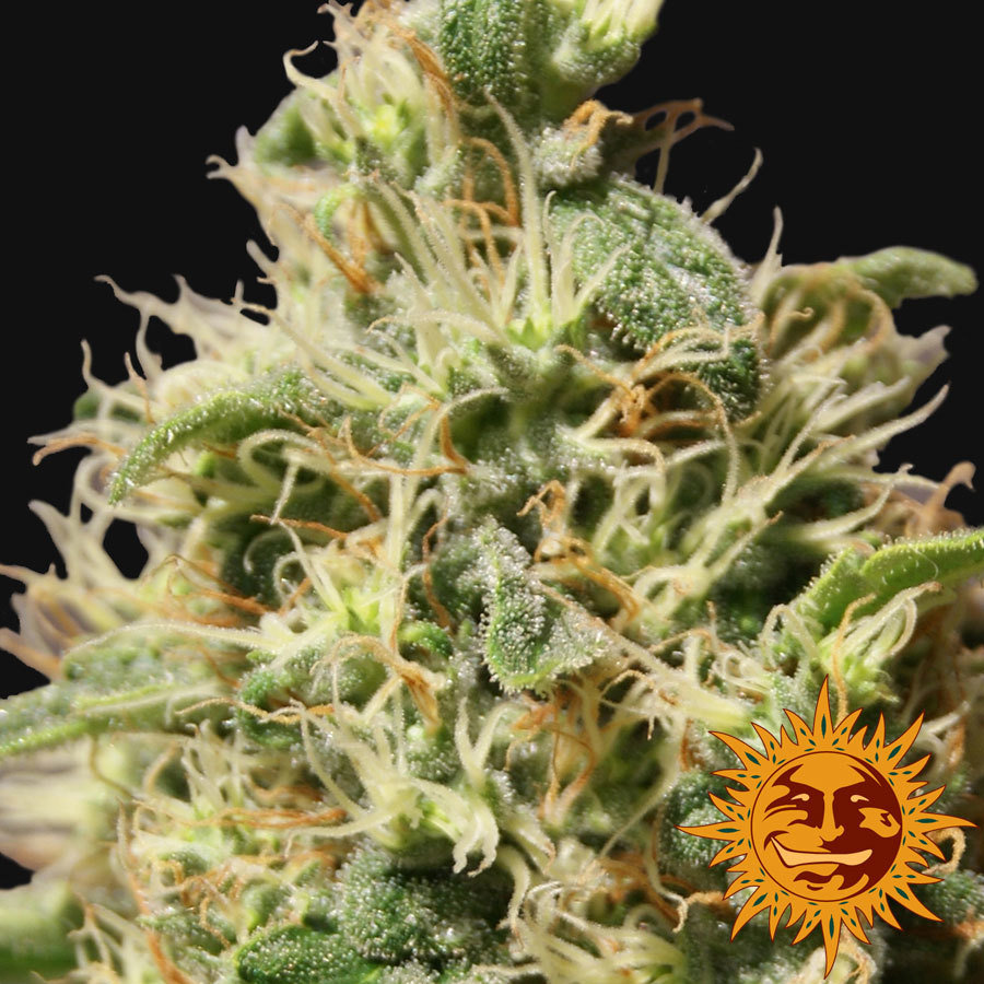 Barney'S Farm - Peppermint Kush (fem.)