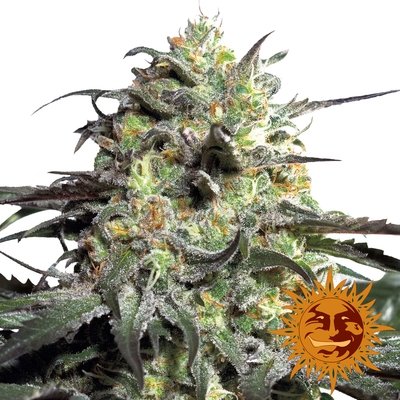 Barney's Farm - Peyote Cookies (fem.) 04944