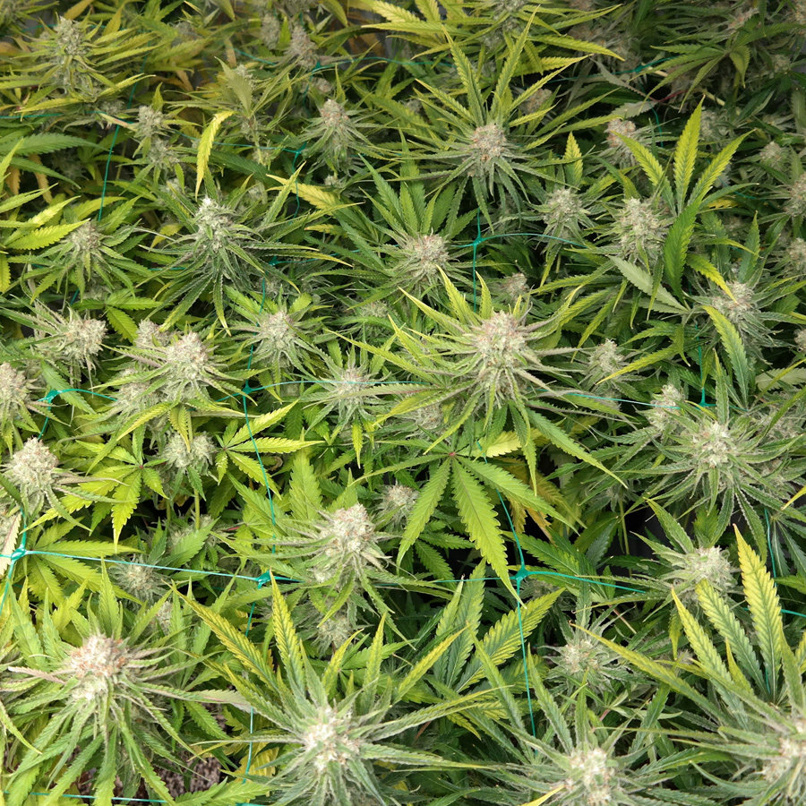 Barney's Farm - Peyote Cookies (fem.)