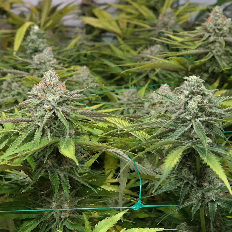 Barney's Farm - Peyote Cookies (fem.)