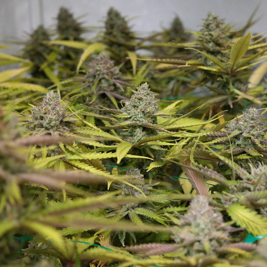 Barney's Farm - Peyote Cookies (fem.)