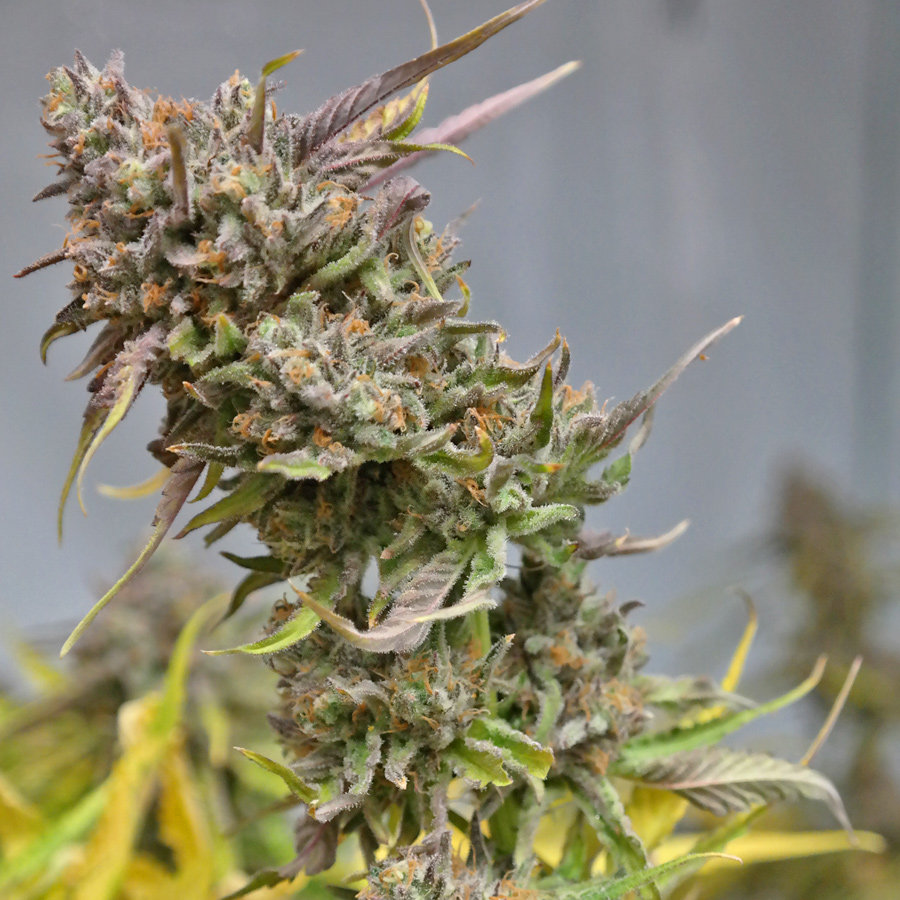 Barney's Farm - Peyote Cookies (fem.)