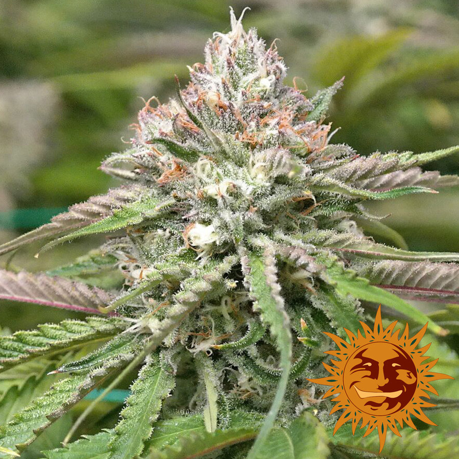 Barney's Farm - Peyote Critical (fem.)