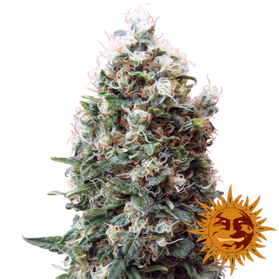 Barney's Farm - Phatt Fruity (fem.)
