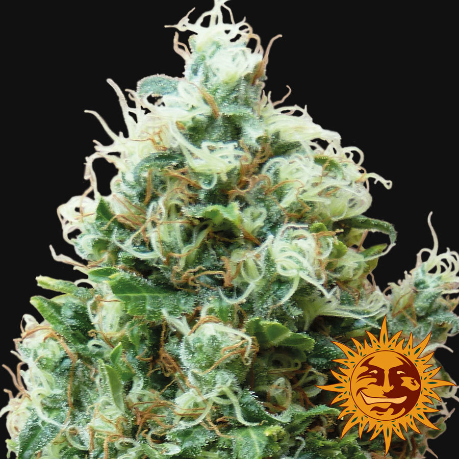 Barney's Farm - Phatt Fruity (fem.)