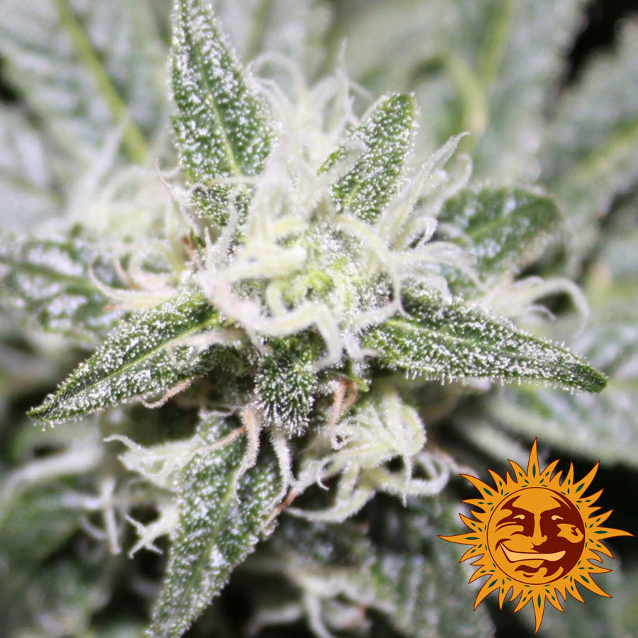 Barney's Farm - Phatt Fruity (fem.)
