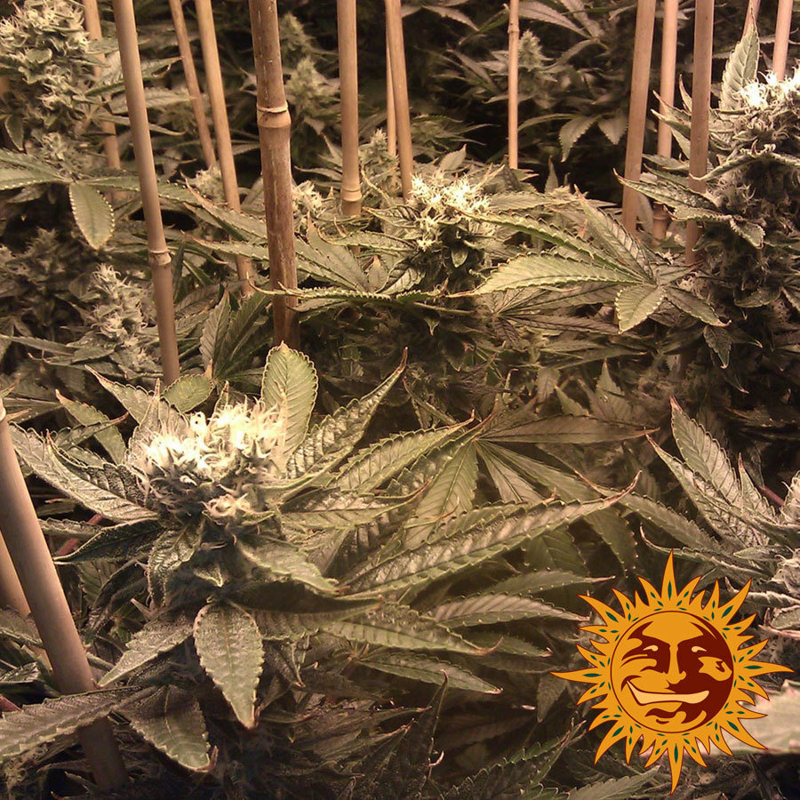 Barney's Farm - Phatt Fruity (fem.)