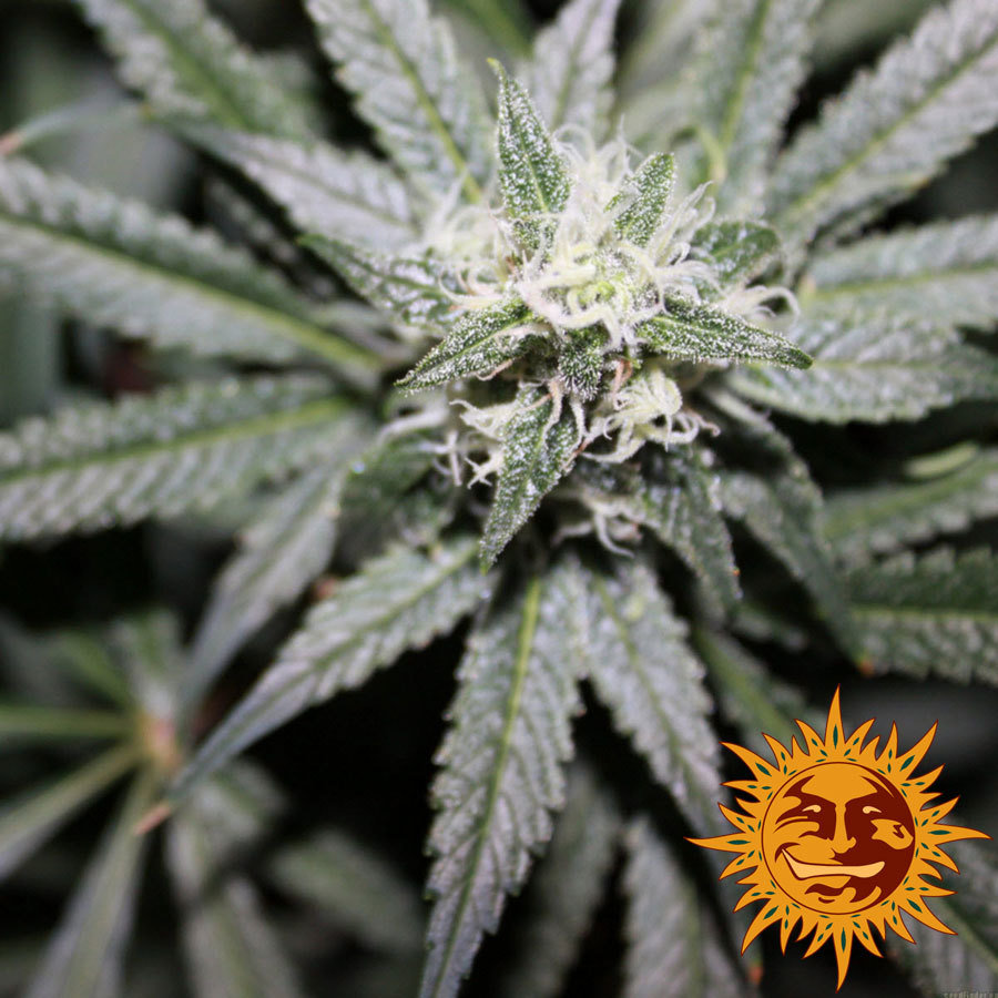 Barney's Farm - Phatt Fruity (fem.)