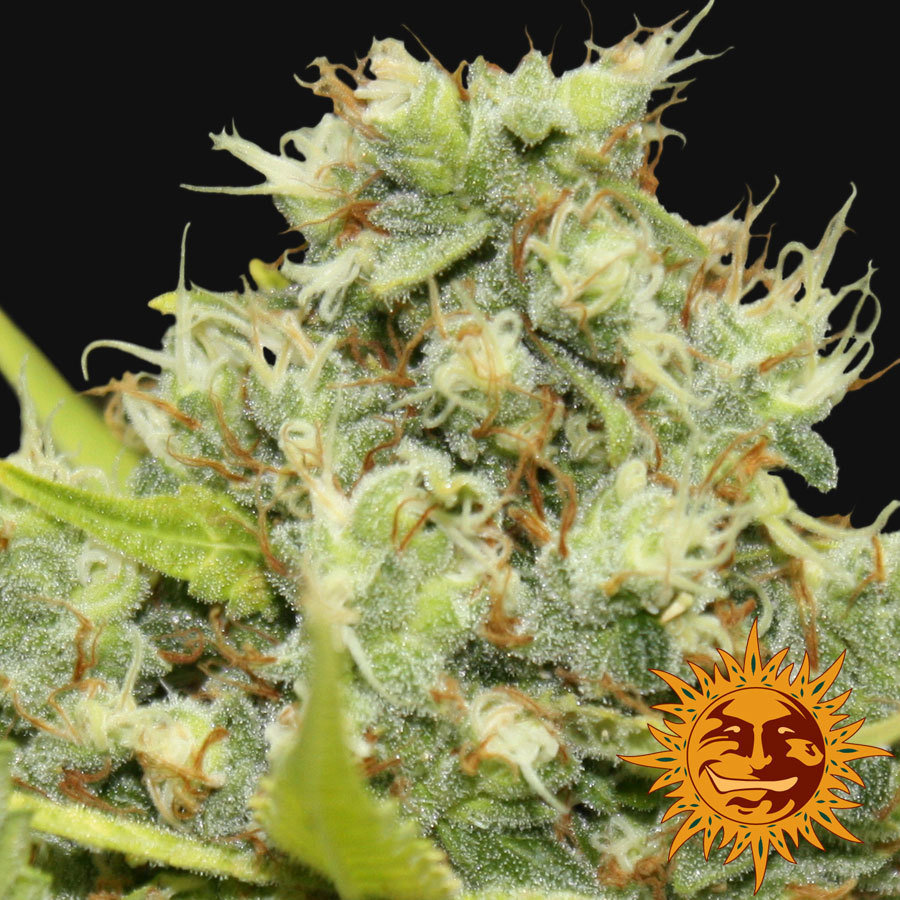 Barney's Farm - Pineapple Chunk (fem.)