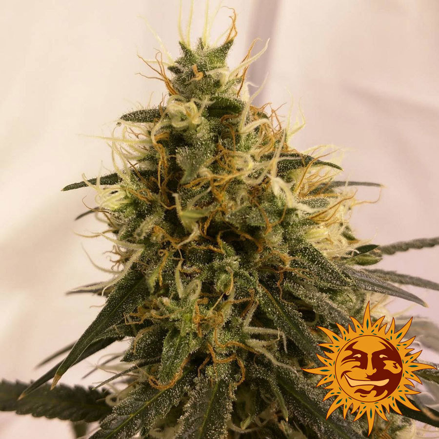 Barney's Farm - Pineapple Chunk (fem.)