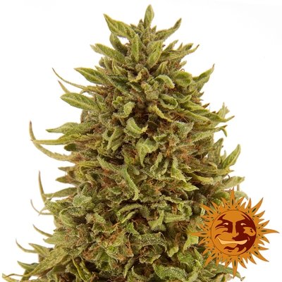 Barney's Farm - Pineapple Express Auto (auto/fem.) 04098