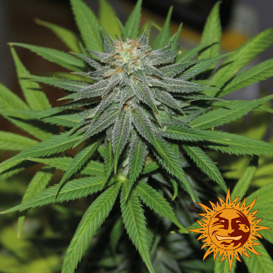 Barney's Farm - Pineapple Express Auto (auto/fem.)