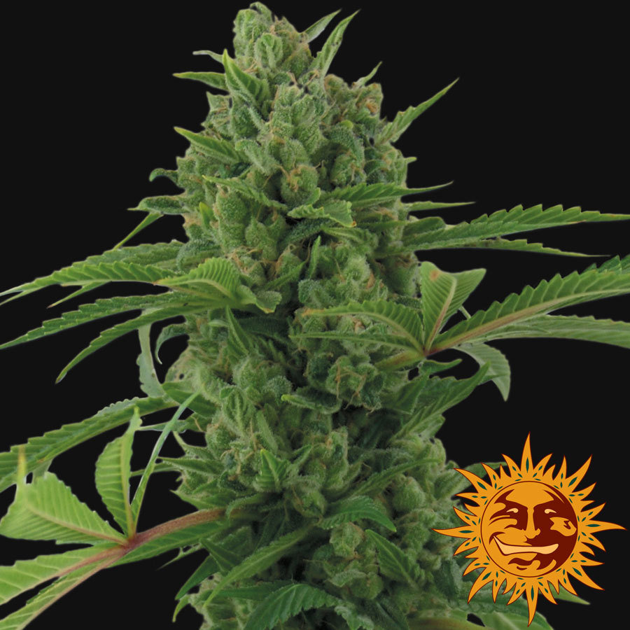 Barney's Farm - Pineapple Express Auto (auto/fem.)