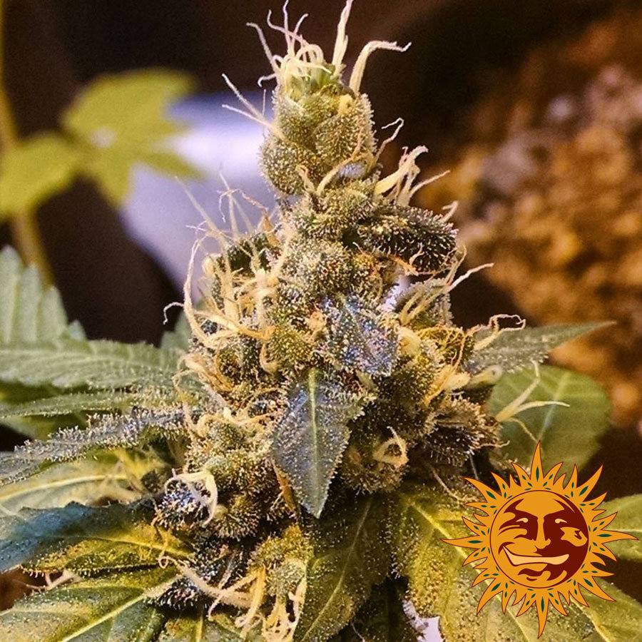 Barney's Farm - Pineapple Express Auto (auto/fem.)