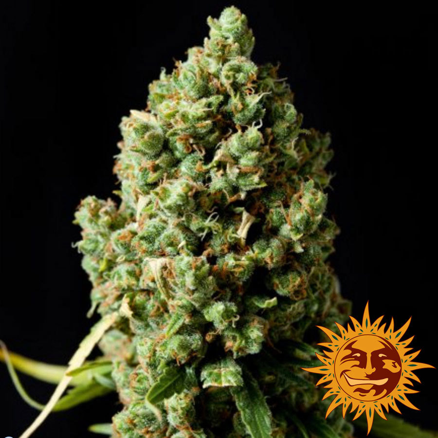 Barney's Farm - Pineapple Express Auto (auto/fem.)