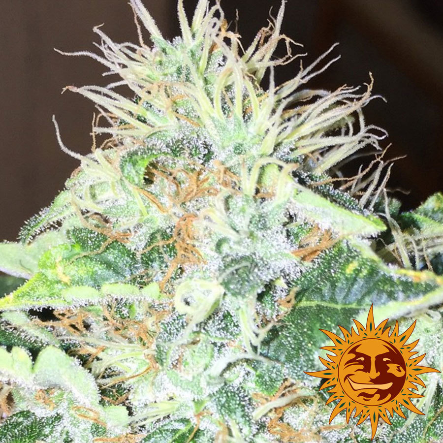 Barney's Farm - Red Cherry Berry (fem.)