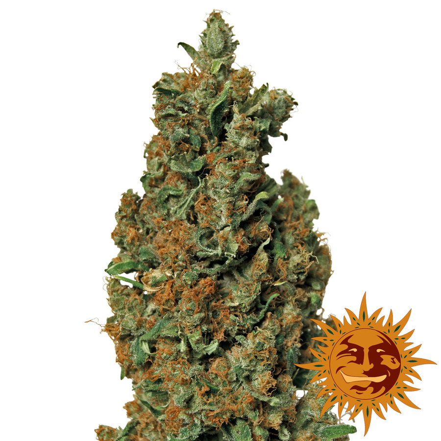 Barney's Farm - Red Diesel (fem.)