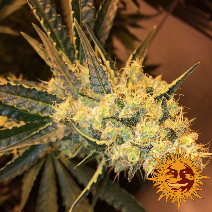 Barney's Farm - Red Diesel (fem.)
