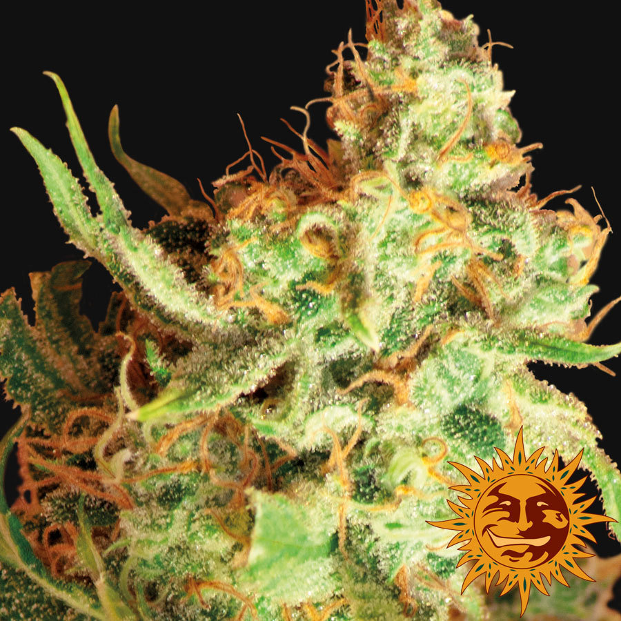 Barney's Farm - Red Dragon (fem.)