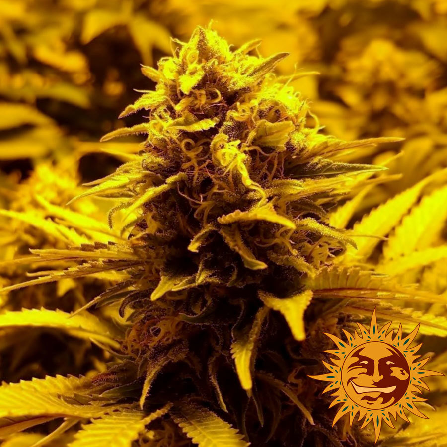 Barney's Farm - Red Dragon (fem.)