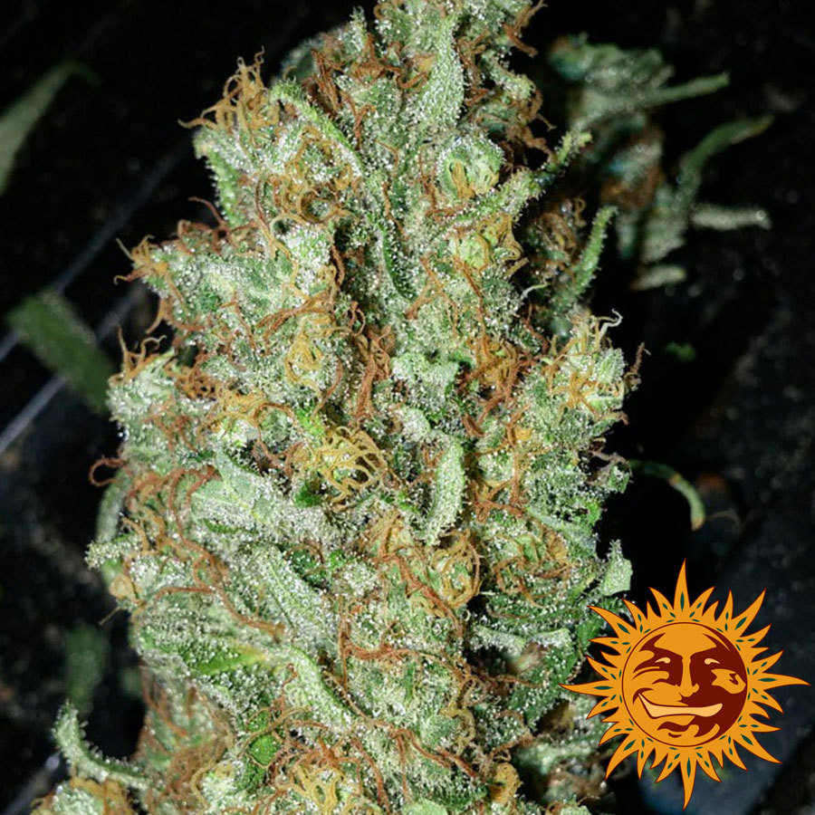Barney's Farm - Red Dragon (fem.)