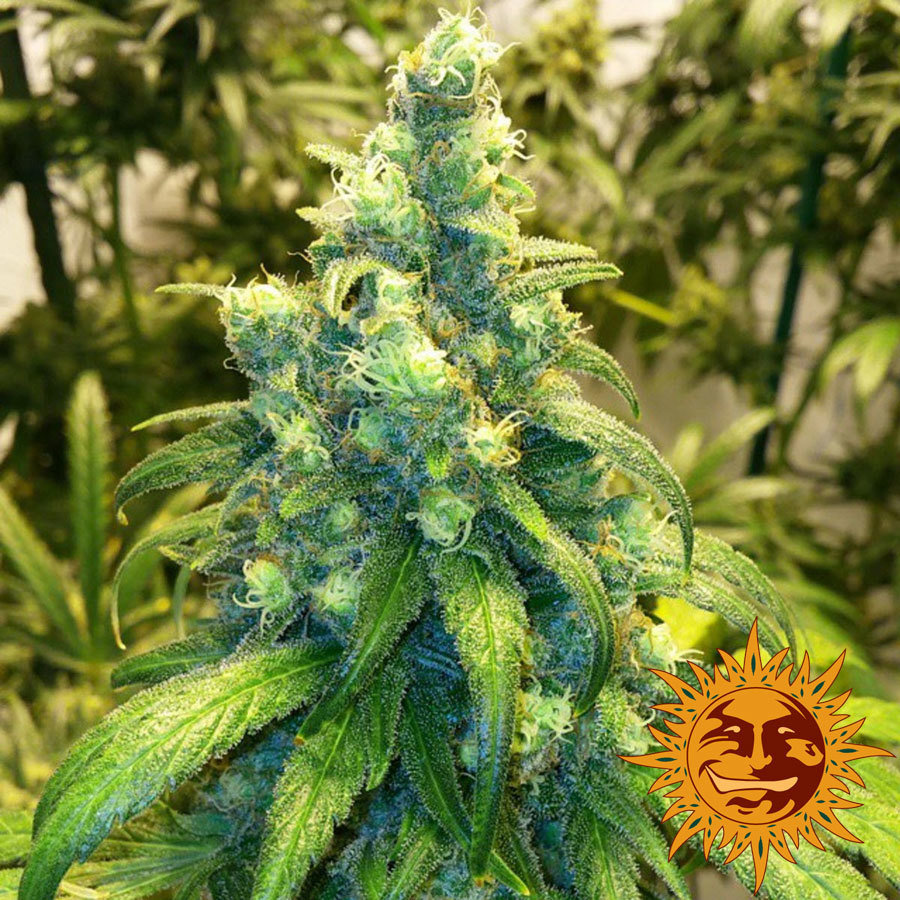 Barney's Farm - Red Dragon (fem.)