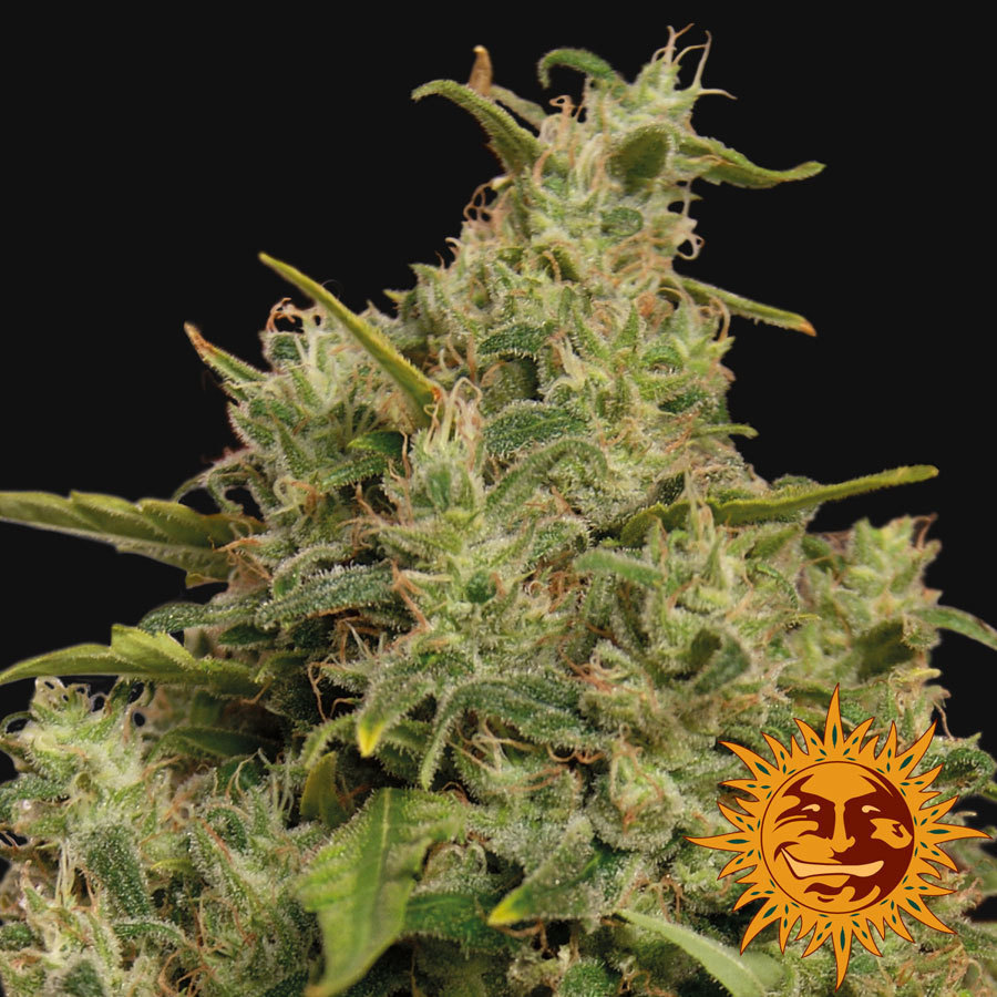 Barney's Farm - Sweet Tooth (fem.)