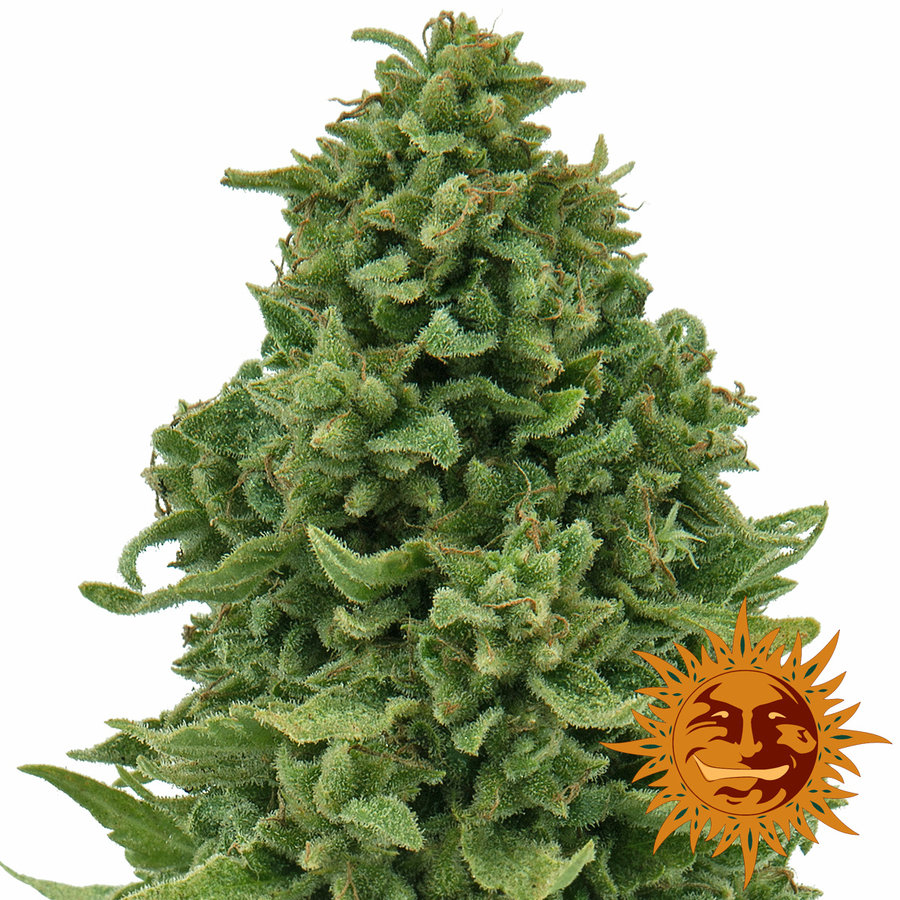 Barney's Farm - Sweet Tooth Auto (auto/fem.)