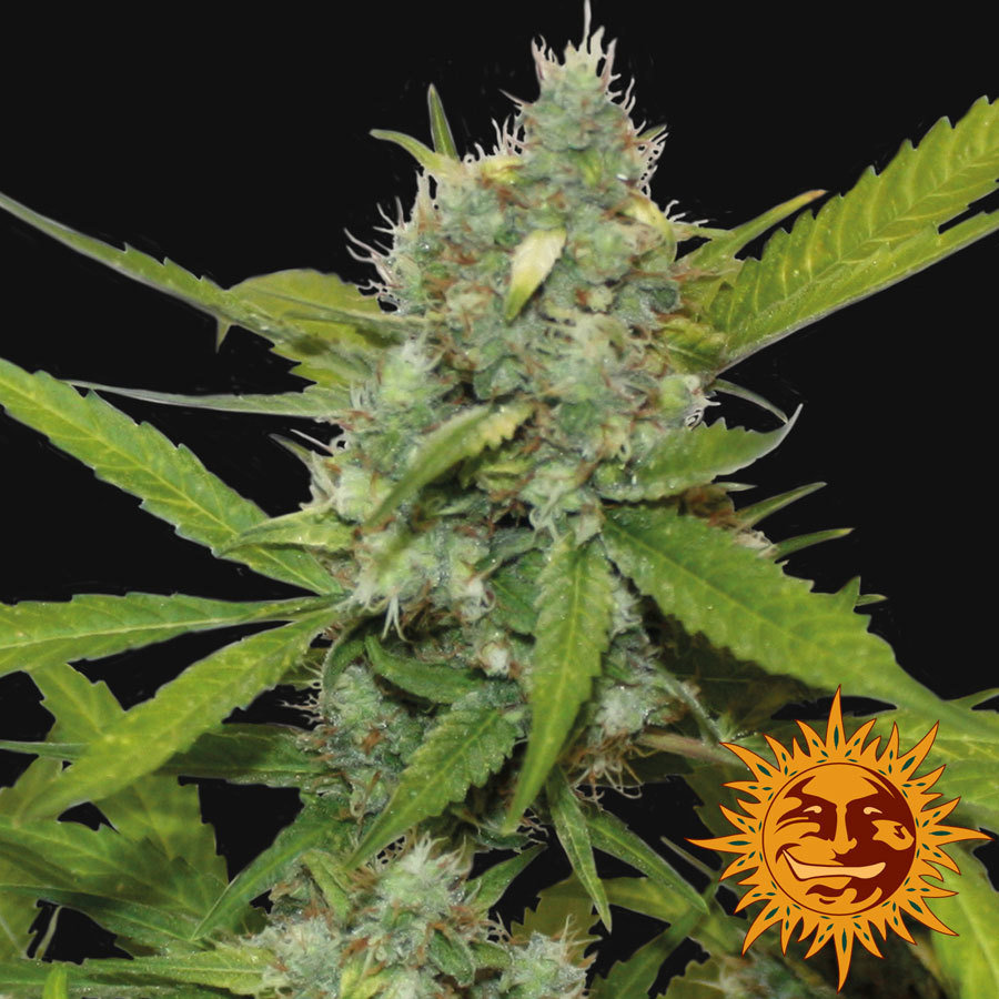 Barney's Farm - Sweet Tooth Auto (auto/fem.)