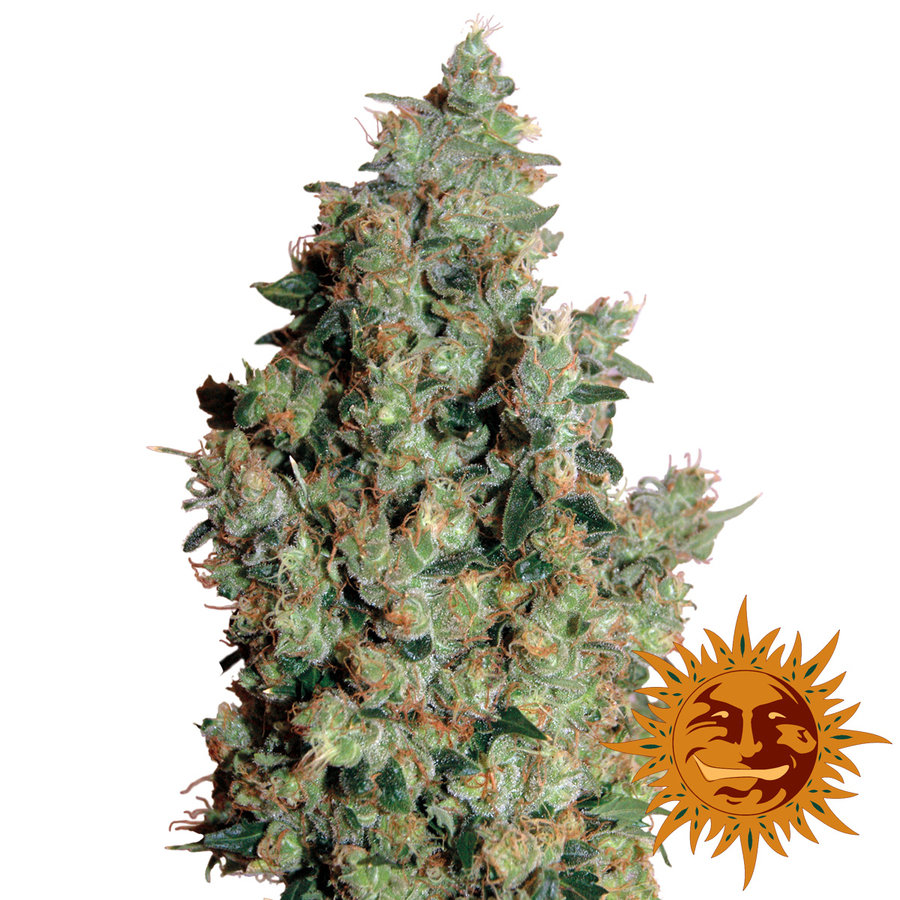 Tangerine dream конопля все для выращивания марихуаны