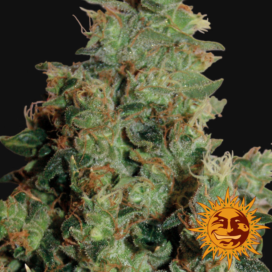 Barney's Farm - Tangerine Dream (fem.)