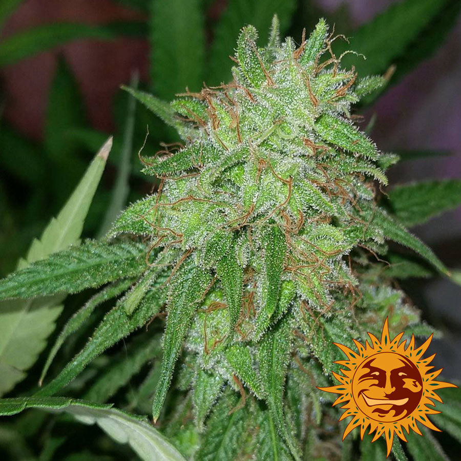Barney's Farm - Tangerine Dream (fem.)
