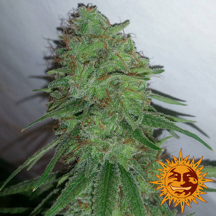 Barney's Farm - Tangerine Dream (fem.)