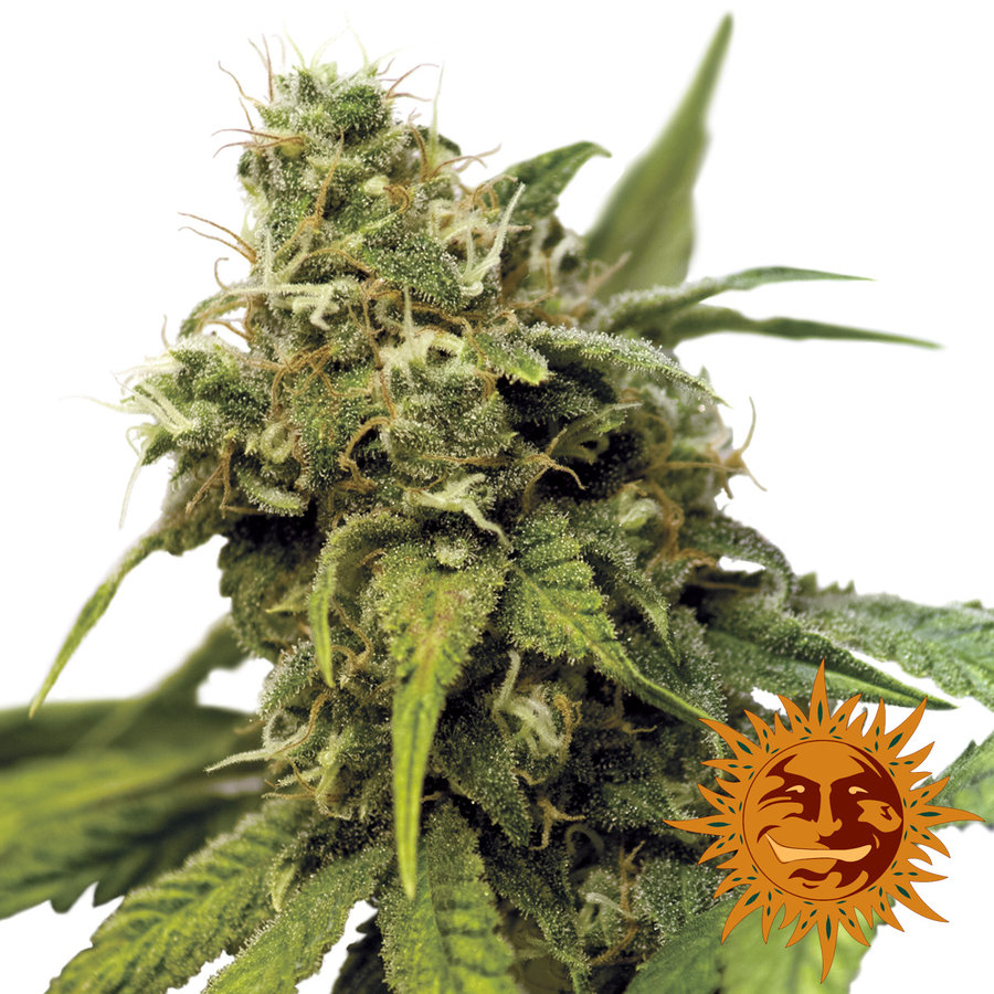 Barney's Farm - Utopia Haze (fem.)